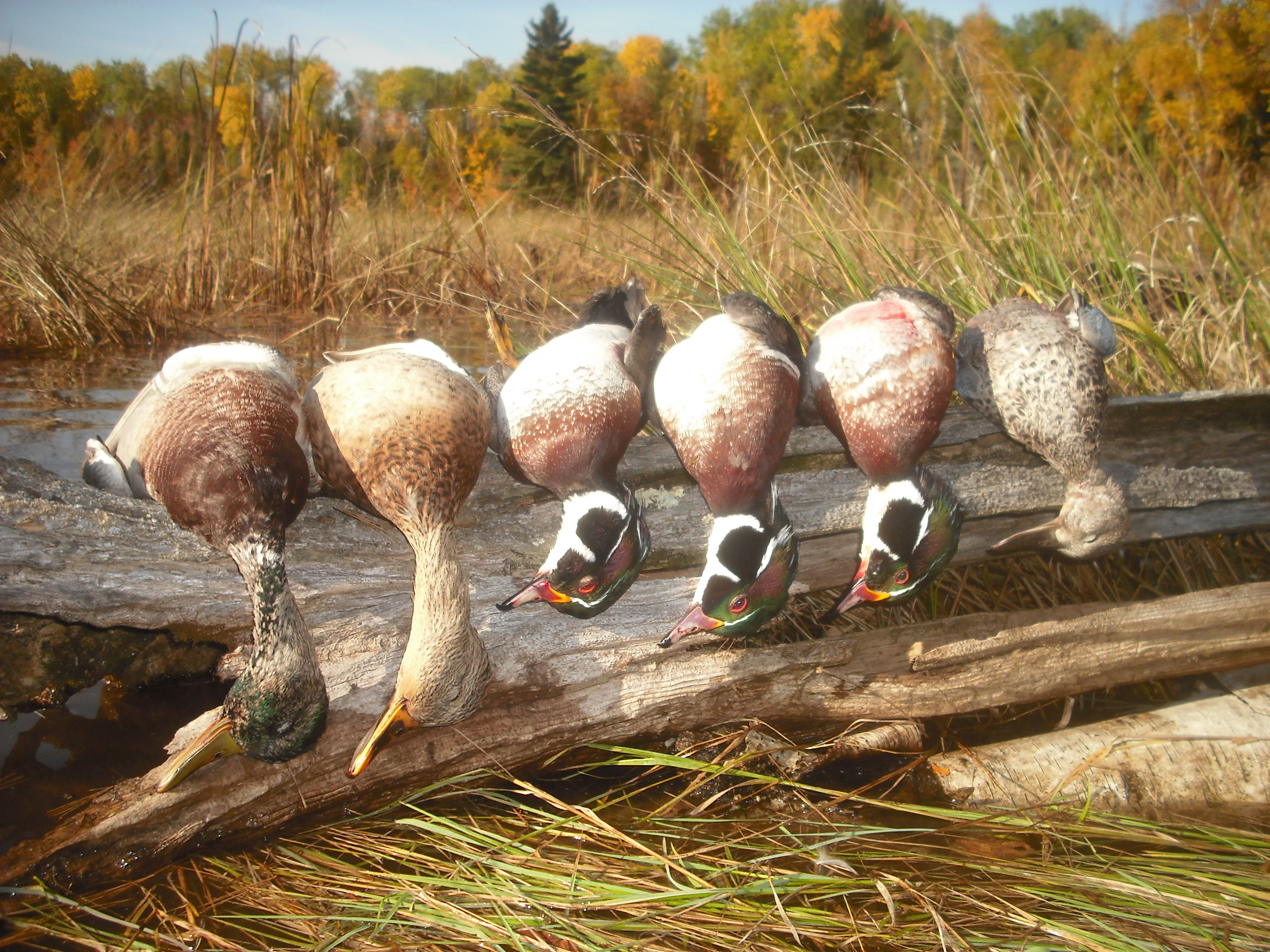 Wood Duck Hunting Wiscosnin