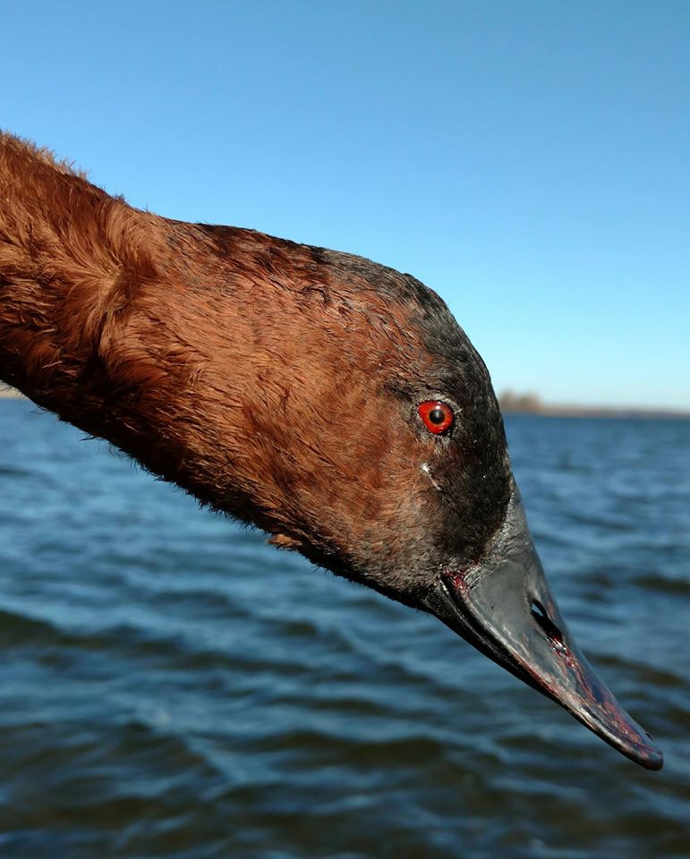 Canvasback Hunting Guide