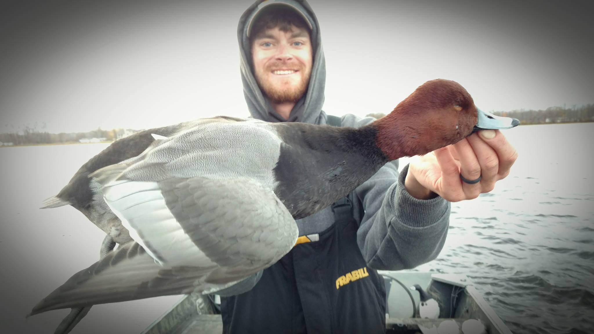 Red Head Duck Hunting