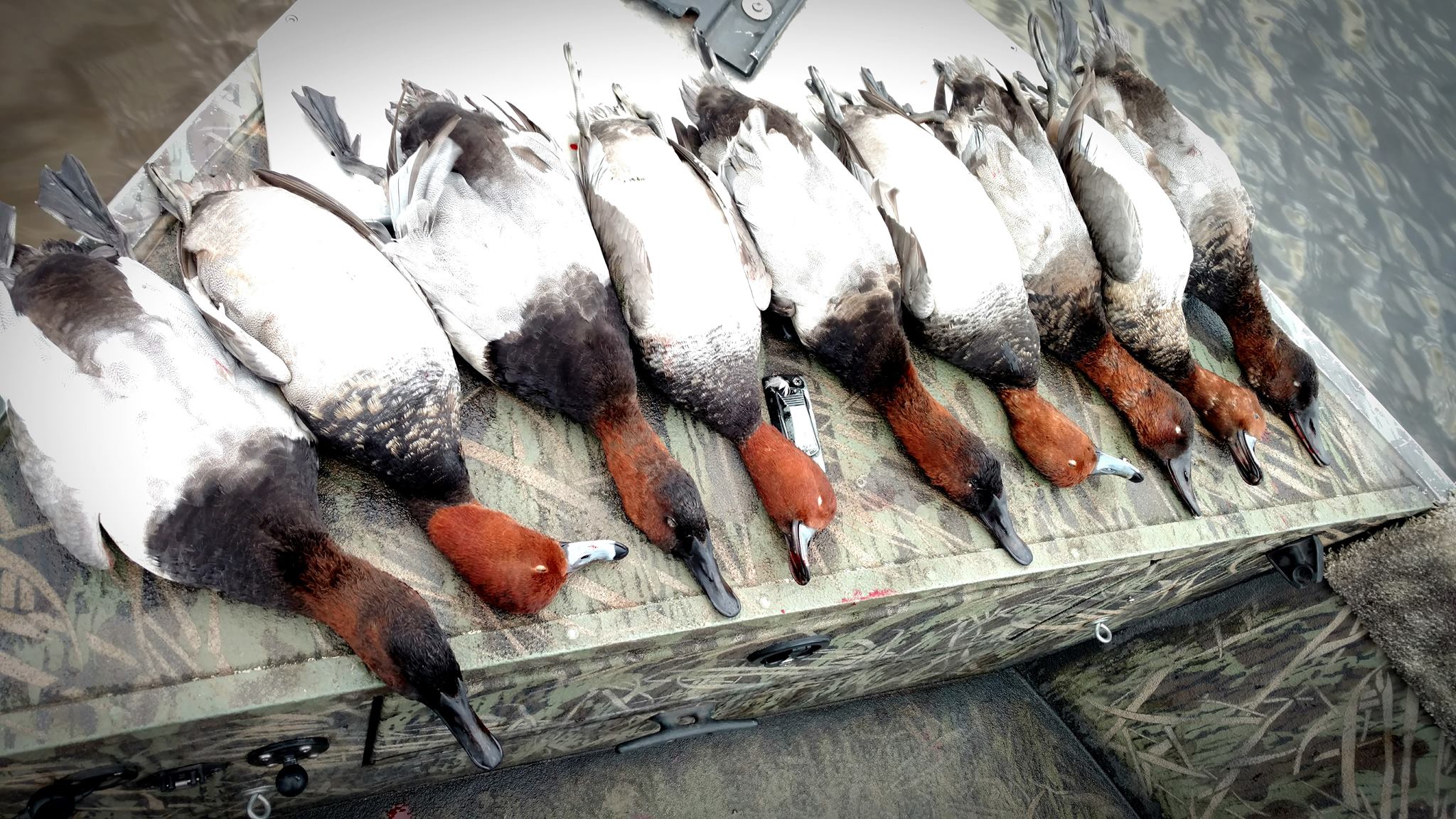 Canvasback Duck Hunting Guide