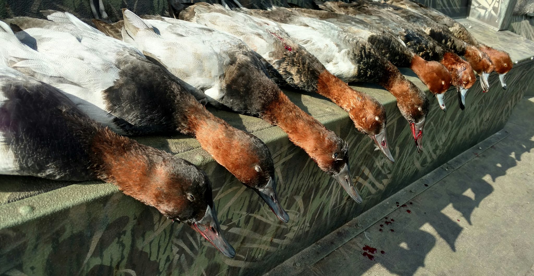 Canvasback Duck Hunting Guide Layout Boats