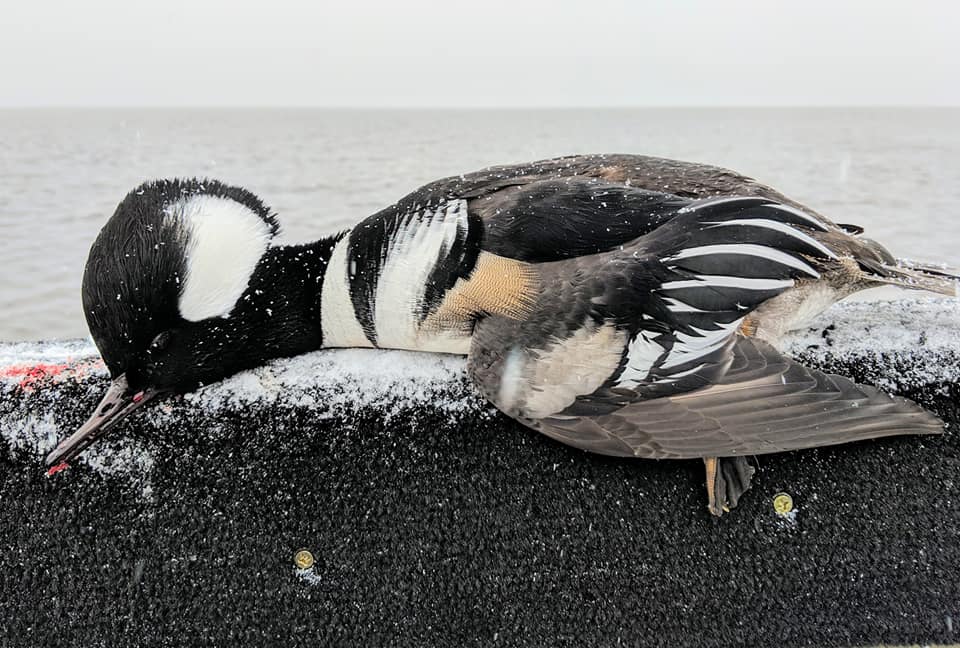 Hooded Merganser Drake Waterfowl