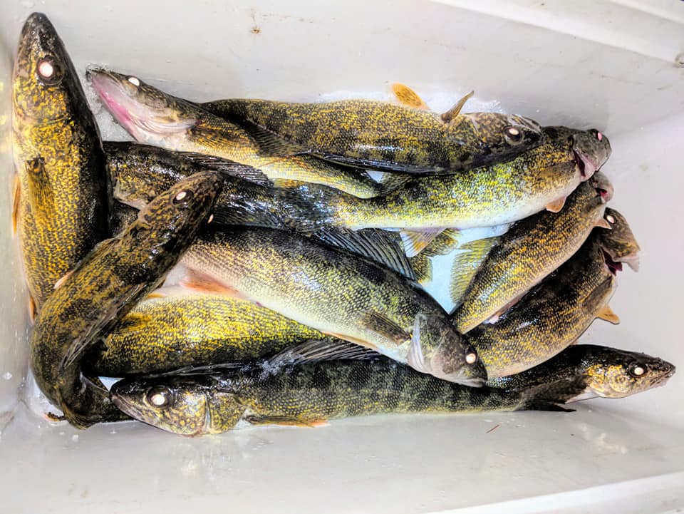 Vilas County Walleye fishing guide Jeff Van Remortel