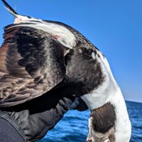 Drake Longtailed duck hunting