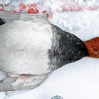 Drake Redhead Wisconsin Duck Hunting