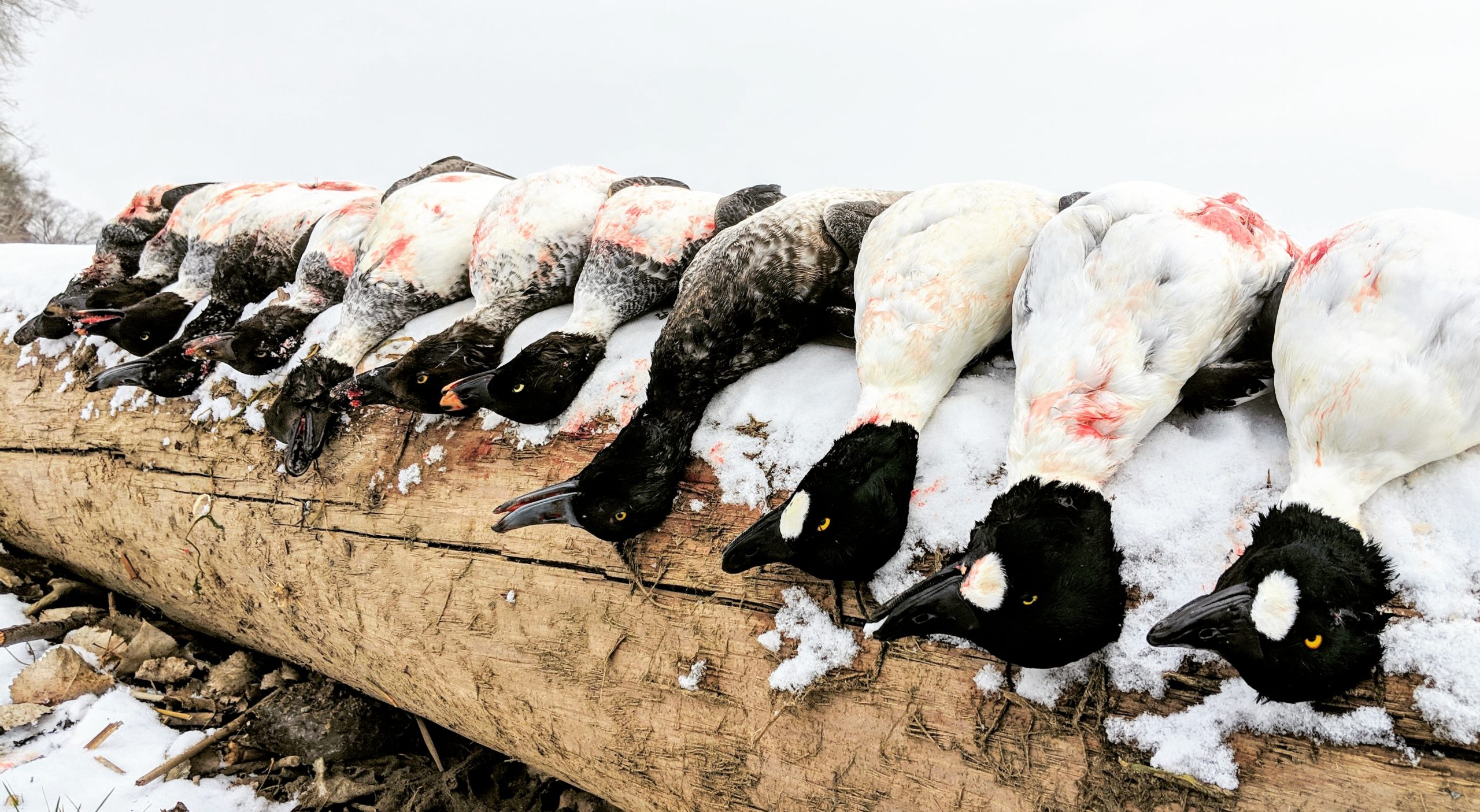 Duck hunting in the ice