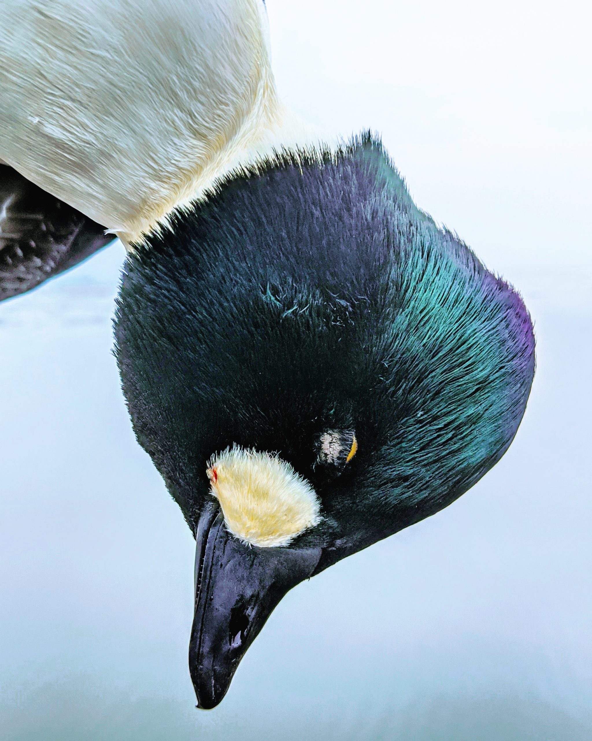 Drake Goldeneye Wisconsin Duck Guide